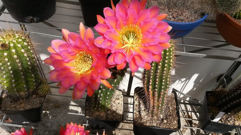 Find a ski Instructor in Ansbach Skiservice-Ansbach